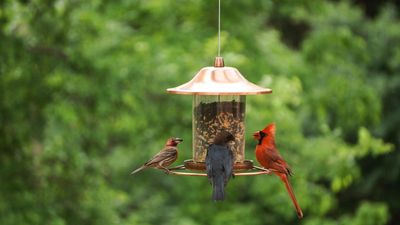 I just learned that you should leave these two $1 fruits on bird tables in May – but there is one important warning you shouldn't ignore