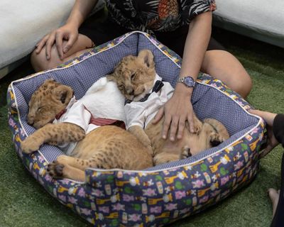 ‘People buy a lion and can’t handle it’: inside the farms breeding cubs for TikTok and Instagram likes