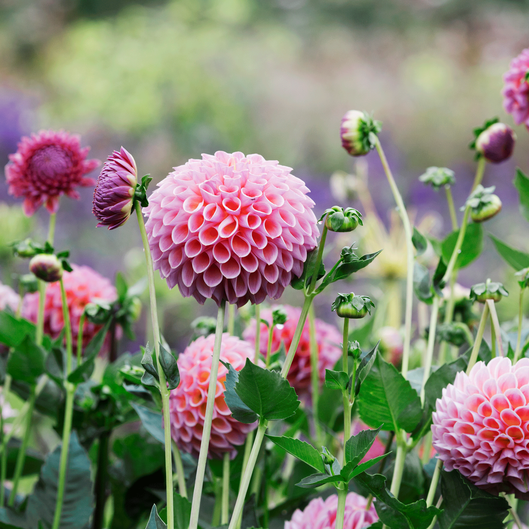 Gardeners swear by this one trick to double your dahlias for a mass of beautiful blooms this year