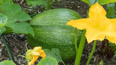 How to prune squash plants – an experienced grower explains why this 1 underrated task can make a big difference