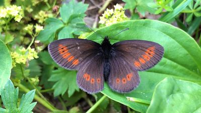 Lake District hikers called to join hunt for England's only mountain butterfly as scientists fear climate change may squeeze it from its habitat