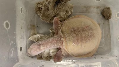 Man jailed after exotic animal trafficking gang exposed