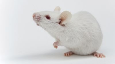 Combo of cancer therapy drugs increases mice lifespan by 30% — but anti-aging benefits in humans remain unknown