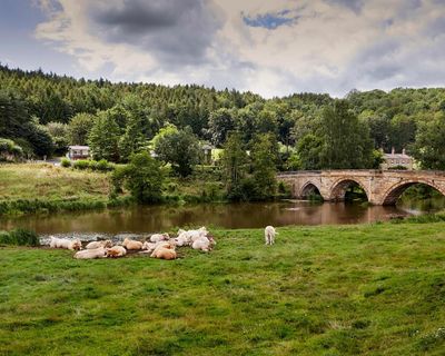 Country diary: A springtime with an ending