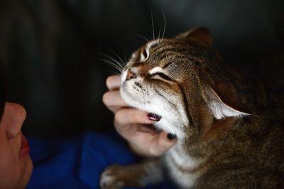 Why some cats purr more than others finally decoded