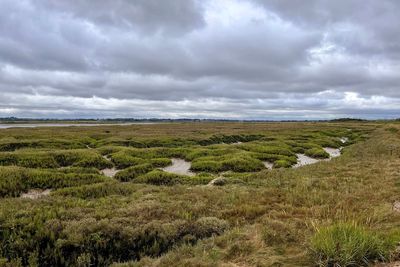 ‘Mud matters’ – research shows saltmarshes are significant carbon store