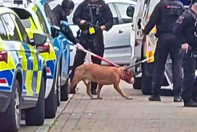 Baby and two adults rushed to hospital after dog attack in Manchester