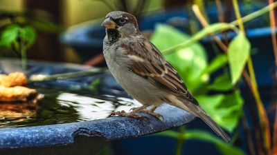 Putting a penny in your birdbath is vital during summer – this hack is sure to keep wildlife healthy and happy