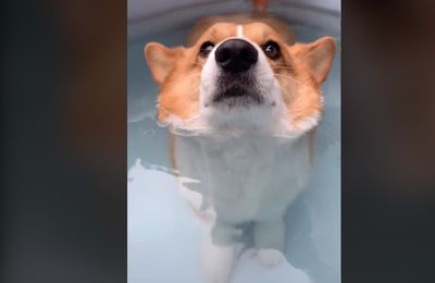 Adorable Corgi floats in water in hilarious viral video - Here's why