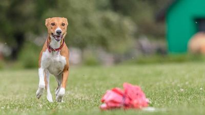 13 budget-friendly backyard ideas for dogs