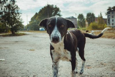 Are Mutts Really The Best Dogs?