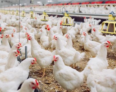 Warning UK-Gulf trade deal could let in low-welfare chicken and undermine farmers