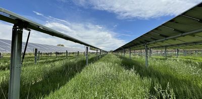 Solar panels’ shade helps boost Colorado grassland productivity in dry years