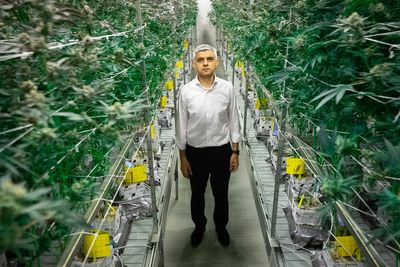 Should the UK decriminalise marijuana? London Standard readers answer
