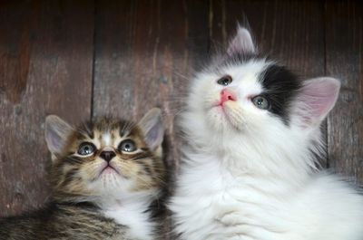 6 Cat Names That Are Perfect for Little Troublemakers