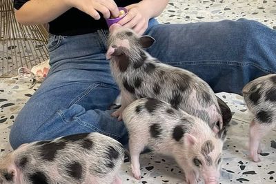 Kyiv piglet cafe provides rare moment of calm for residents under Russia’s bombardment