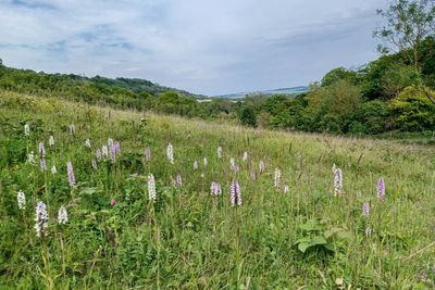 Natural England boss reveals concern over budget for nature restoration