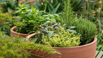 Birth Month Herbs? Yes, They Exist and Here’s a Guide to Find Your Own to Grow