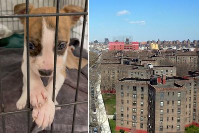 Baby’s cause of death revealed as family say the puppy originally blamed for her killing has not been put down