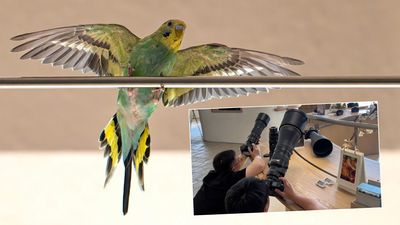 Parrot finds its way inside Nikon’s flagship store just as photographers are testing out bird-photography lenses