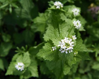 A herbal remedy that cuts the garlic mustard