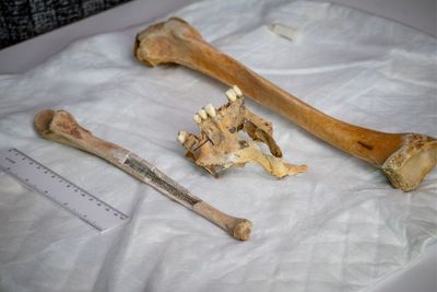 Remains found washed up on Jersey shore identified as missing 19th-century boat captain