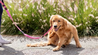 4 simple solutions to help a dog with seasonal allergies, according to a vet
