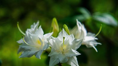 How to grow swamp azalea – for an easy-going flowering shrub that thrives in shady and damp yards