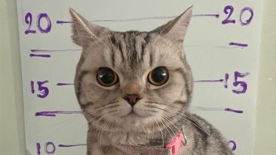 ‘Troublesome’ cat goes viral after being ‘arrested’ in Thailand for biting police during rescue