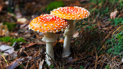 Adirondacks hikers get so high on magic mushrooms they think their fellow trekker has died and call for help - but it turns out he's just fine