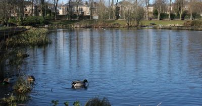 Warning after 'five lamb heads' found dumped in Glasgow park's pond
