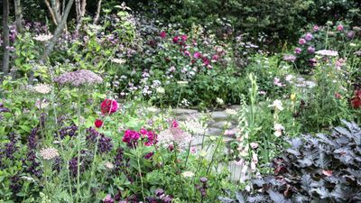 I’m a professional gardener, and these are 7 undemanding perennial flowers I would plant in June for years of glorious, long-lasting blooms
