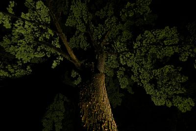 Georgia grandfather sacrifices his life to save twin granddaughters from falling tree limb: ‘He was a hero’