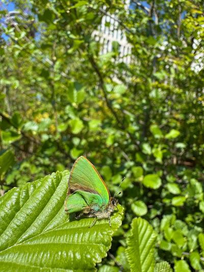 Wildlife boom in Olympic Park as dozens of new species identified