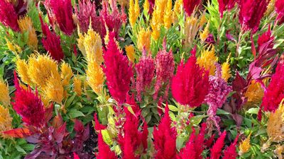These celosia companion plants will guarantee a spectacular summer display – 5 expert picks to grow next to these vibrant blooms
