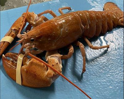 Catch of the day: rare gold lobster saved by attentive cook in Rhode Island