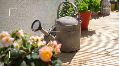 Gardener advises doing this one thing 'before the hosepipe ban' to keep plants healthy in hot weather
