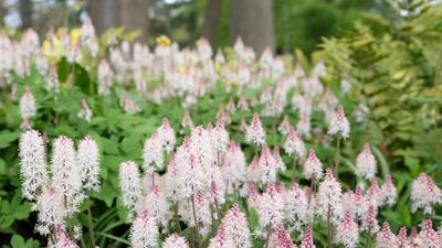 Best ground cover plants for wet soil – experts recommend these 5 options for soggy, damp yards