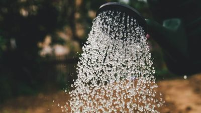 5 mistakes you’re making with your outdoor plants during the heatwave
