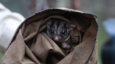 Critically endangered possum found in second state