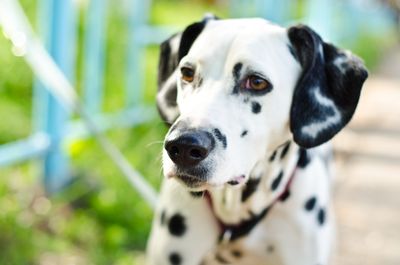 These 5 Dog Breeds Are Most Likely to Be Abandoned (And It’s Not Their Fault)