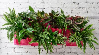 I've spent hours struggling to keep my fern hydrated – this $6 self-watering planter is one of the best low-maintenance solutions I've seen