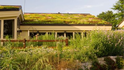 Landscaping experts reveal you can grow a fire-resistant green roof with these 5 plants – they'll help protect your home from wildfire damage