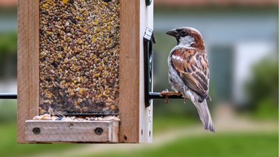 How to feed birds – 5 avian expert-approved methods to support garden wildlife