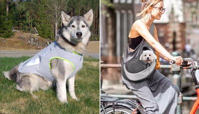 30 Weird Things That Make Your Dog Way More Chill