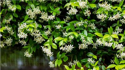 How to grow jasmine for a wall of outrageously pretty, perfumed blooms