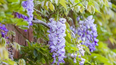 How to grow wisteria in pots – for an easy-to-grow climber that will produce masses of fragrant, colorful blooms