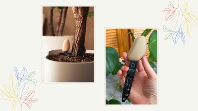 Thanks to Elho's Smart Pebble, caring for my houseplants has never been easier