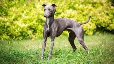 Italian Greyhounds are delicate souls that need looking after but they’ll repay you tenfold with affection