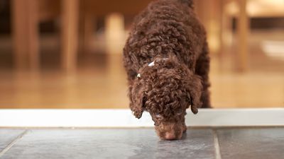 ​​Here’s how to help your dog get settled in a new environment, according to one trainer